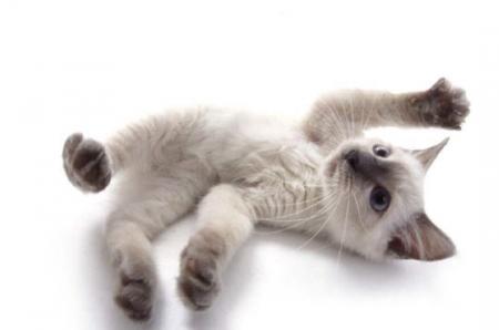 chats